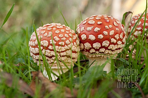 AMANITA_MUSCARIA_OR_FLY_AGARIC_A_POISONOUS_MUSHROOM