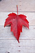 LEAF OF ACER RUBRUM, RED MAPLE, IN AUTUMN