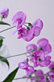 LATHYRUS ODORATUS, SWEET PEA