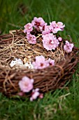 PRUNUS BLIREIANA PLUM BLOSSOMS AND BIRD NEST