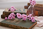 PRUNUS BLIREIANA, FLOWERING PLUM BLOSSOMS WITH ANTIQUE BOOKS