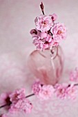 PRUNUS BLIREIANA, FLOWERING PLUM BLOSSOMS IN VASE