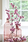 PRUNUS BLIREIANA, FLOWERING PLUM BLOSSOMS IN VASE