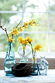 FORSYTHIA BRANCHES IN BLUE GLASS VASES