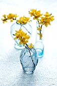 FORSYTHIA BRANCHES IN BLUE GLASS VASES