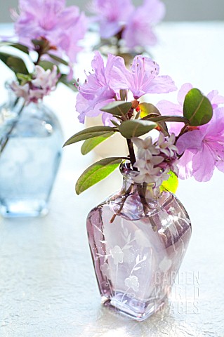 RHODODENDRON_PJM_BLOSSOMS_IN_COLORED_VASES