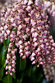 PIERIS JAPONICA FLAMINGO