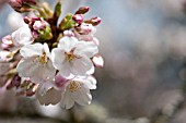 PRUNUS X YEDOENSIS, YOSHINO CHERRY TREE