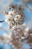 PRUNUS X YEDOENSIS, YOSHINO CHERRY TREE