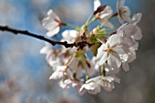 PRUNUS X YEDOENSIS, YOSHINO CHERRY TREE