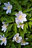 ANEMONE NEMOROSA ROBINSONIANA