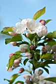 BLOSSOMS OF FLOWERING CRABAPPLE TREE (MALUS)