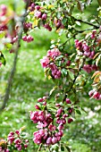 MALUS MAKAMIK, FLOWERING CRAB APPLE TREE