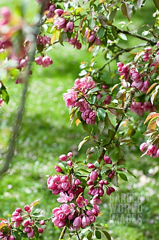 MALUS_MAKAMIK_FLOWERING_CRAB_APPLE_TREE