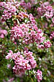 MALUS MAKAMIK, FLOWERING CRAB APPLE TREE