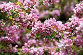 MALUS MAKAMIK, FLOWERING CRAB APPLE TREE