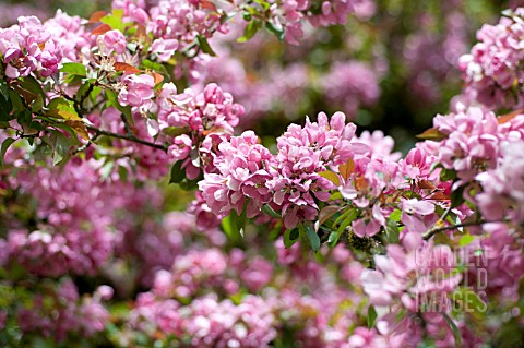 MALUS_MAKAMIK_FLOWERING_CRAB_APPLE_TREE