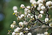 FOTHERGILLA MAJOR