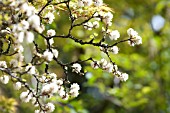 FOTHERGILLA MAJOR