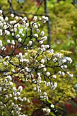 FOTHERGILLA MAJOR