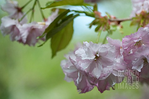 PRUNUS_OSHOKUN