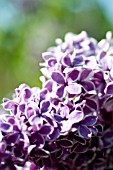 SYRINGA VULGARIS SENSATION