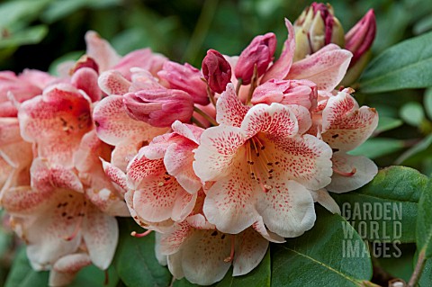 RHODODENDRON_PESTES_FIRE_LIGHT