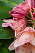 RHODODENDRON PESTES FIRE LIGHT