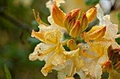 AZALEA WRYNECK