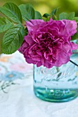 ROSA RUGOSA HANSA IN ANTIQUE CANNING JAR