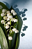 BOUQUET OF CONVALLARIA MAJALIS