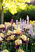 IRIS PEKING SKY IN SUMMER GARDEN WITH EARLY MORNING LIGHT