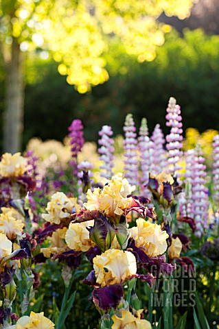 IRIS_PEKING_SKY_IN_SUMMER_GARDEN_WITH_EARLY_MORNING_LIGHT