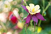 AQUILEGIA IN SUMMER GARDEN