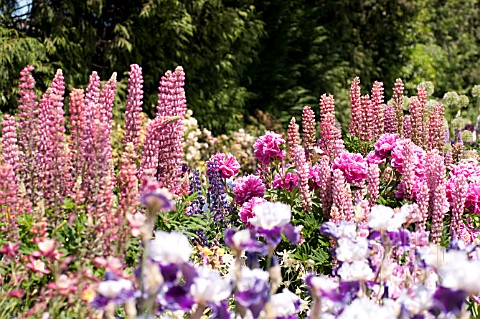 PINK_AND_PURPLE_THEMED_COTTAGE_GARDEN_WITH_LUPINUS_IRIS_PEONIA_AND_COLUMBINE