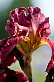 BURGUNDY TALL BEARDED IRIS