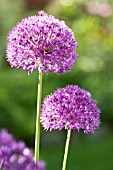 ALLIUM PURPLE SENSATION