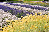 LAVANDULA MELISSA AND ROYAL VELVET WITH HELICHRYSUM