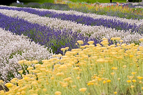 LAVANDULA_MELISSA_AND_ROYAL_VELVET_WITH_HELICHRYSUM