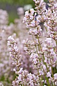 LAVANDULA ANGUSTIFOLIA MELISSA