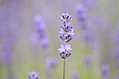 LAVANDULA ANGUSTIFOLIA NORFOLK