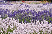 LAVANDULA MELISSA AND ROYAL VELVET