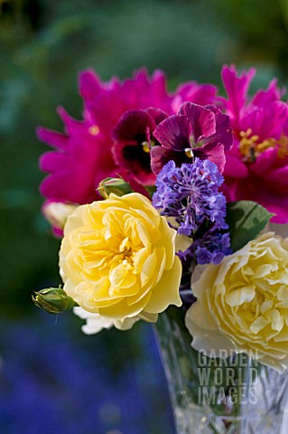 SUMMER_BOUQUET_OF_ROSA_GRAHAM_THOMAS_NEPETA_WALKERS_LOW_CATMINT_DOUBLE_PEONIES_AND_PANSIES