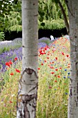 ADIRONDACK CHAIR IN FIELD WITH LAVENDER AND POPPIES SEEN THROUGH BIRCH TRUNKS
