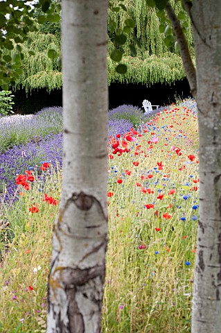 ADIRONDACK_CHAIR_IN_FIELD_WITH_LAVENDER_AND_POPPIES_SEEN_THROUGH_BIRCH_TRUNKS