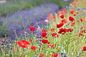 MIXED POPPIES NEAR FIELD OF LAVENDER IN SUMMER