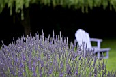 PURPLE ADIRONDACK CHAIR NEAR FIELD OF LAVENDER