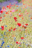 MIXED POPPIES NEAR FIELD OF LAVENDER IN SUMMER