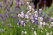 LAVANDULA ANGUSTIFOLIA MELISSA