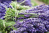 LAVANDULA ANGUSTIFOLIA ROYAL VELVET HARVESTED AND BUNDLED